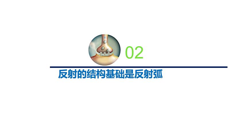 1.1.3神经调节的基本方式是反射(备课件)精编高二生物同步备课系列(新苏教版(2019)选择性必修1)第5页