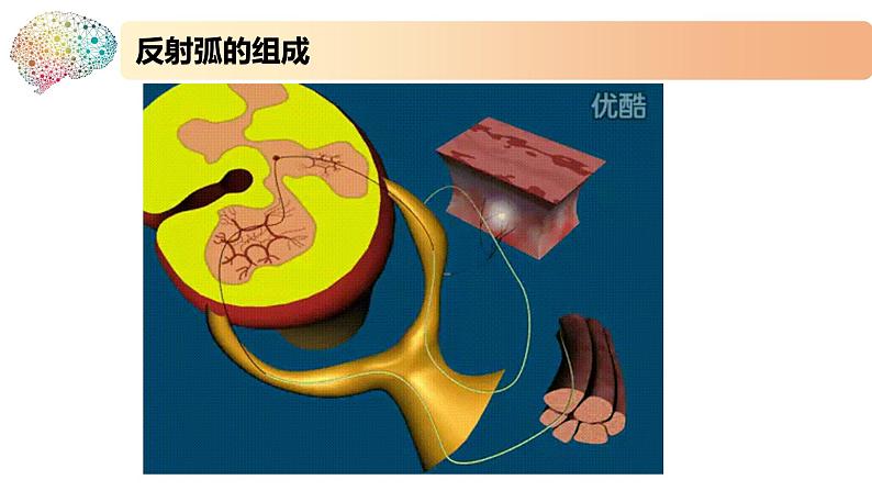 1.1.3神经调节的基本方式是反射(备课件)精编高二生物同步备课系列(新苏教版(2019)选择性必修1)第6页