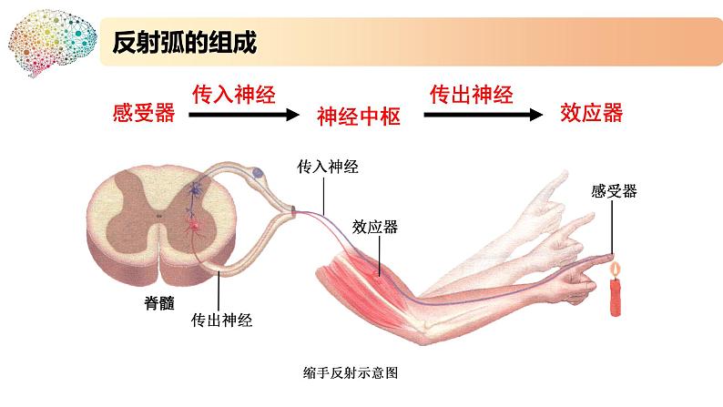 1.1.3神经调节的基本方式是反射(备课件)精编高二生物同步备课系列(新苏教版(2019)选择性必修1)第7页