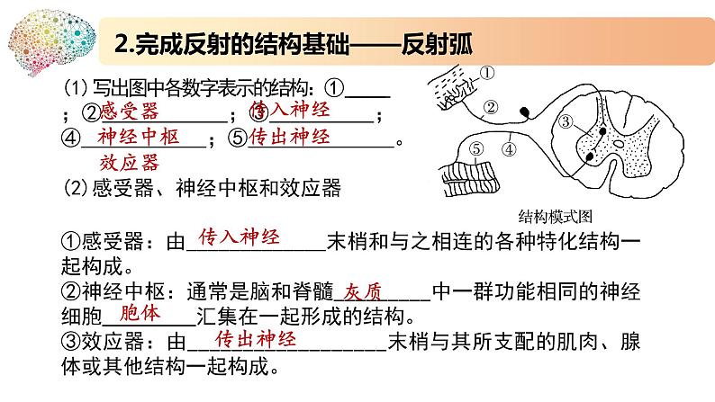 1.1.3神经调节的基本方式是反射(备课件)精编高二生物同步备课系列(新苏教版(2019)选择性必修1)第8页