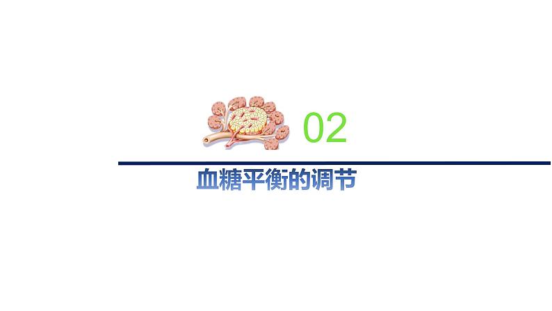 2.2血糖平衡的调节(备课件)精编高二生物同步备课系列(新苏教版(2019)选择性必修1)第5页