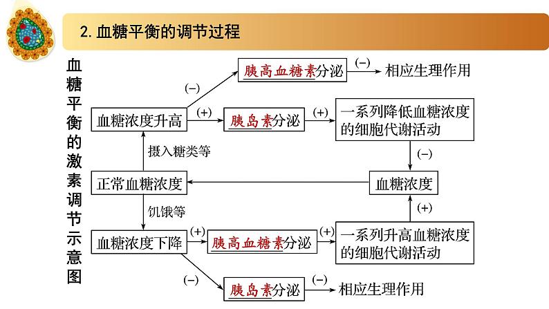 2.2血糖平衡的调节(备课件)精编高二生物同步备课系列(新苏教版(2019)选择性必修1)第8页