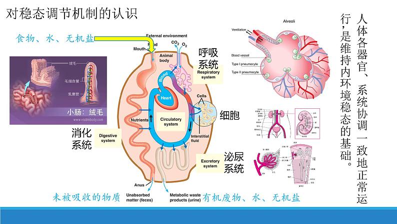 1.2 内环境的稳态保障正常生命活动(精编课件+同步练习)精编高二生物同步备课系列(浙科版2019选择性必修1)05