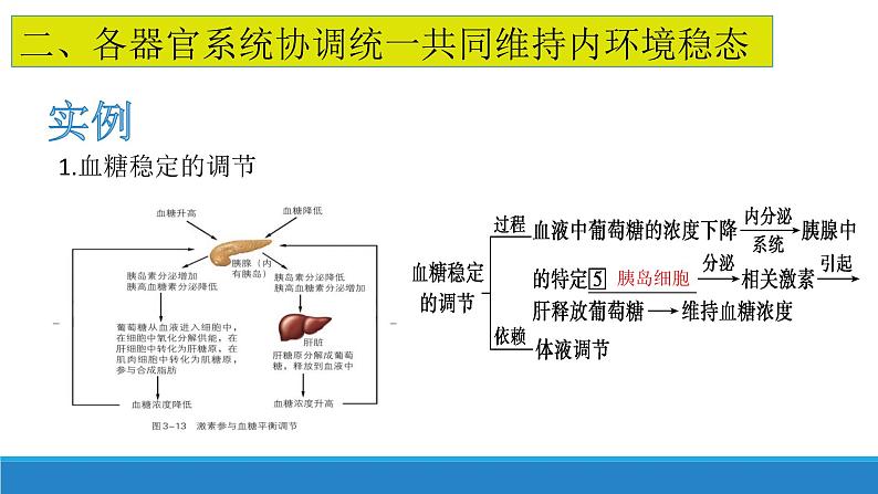 1.2 内环境的稳态保障正常生命活动(精编课件+同步练习)精编高二生物同步备课系列(浙科版2019选择性必修1)06