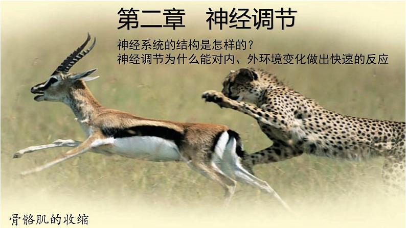 2.1 神经系统是神经调节的结构基础(备课件)精编高二生物同步备课系列(浙科版2019选择性必修1)第1页