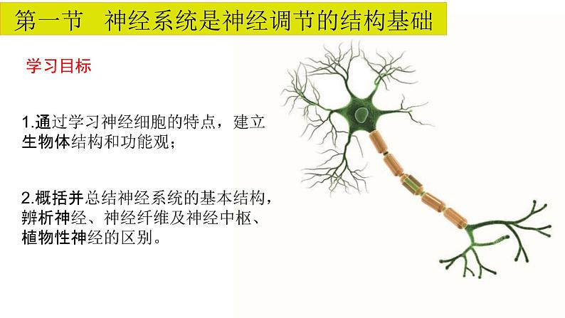 2.1 神经系统是神经调节的结构基础(备课件)精编高二生物同步备课系列(浙科版2019选择性必修1)第2页