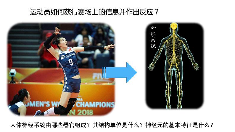 2.1 神经系统是神经调节的结构基础(备课件)精编高二生物同步备课系列(浙科版2019选择性必修1)第3页