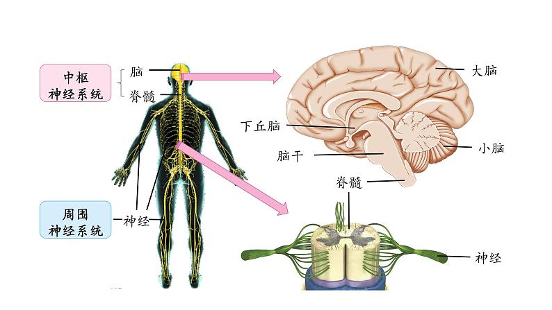 2.1 神经系统是神经调节的结构基础(备课件)精编高二生物同步备课系列(浙科版2019选择性必修1)第5页