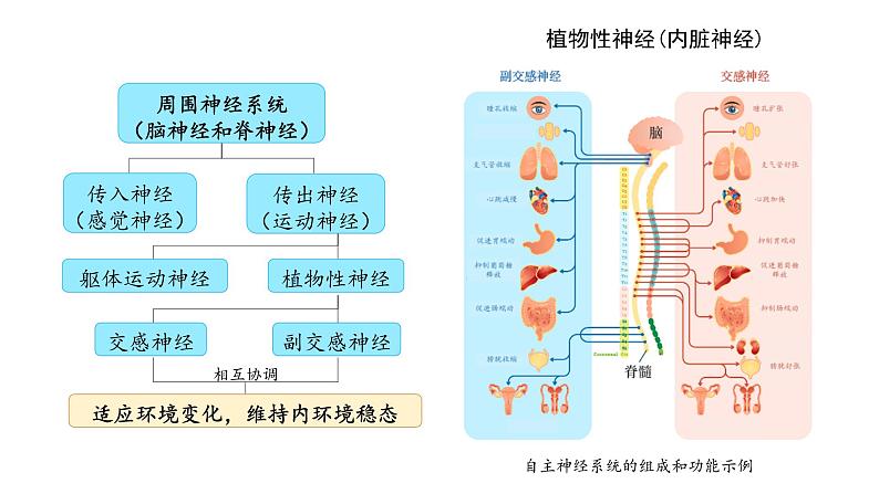 2.1 神经系统是神经调节的结构基础(备课件)精编高二生物同步备课系列(浙科版2019选择性必修1)第6页
