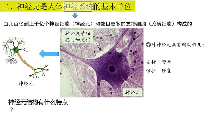 2.1 神经系统是神经调节的结构基础(备课件)精编高二生物同步备课系列(浙科版2019选择性必修1)第7页
