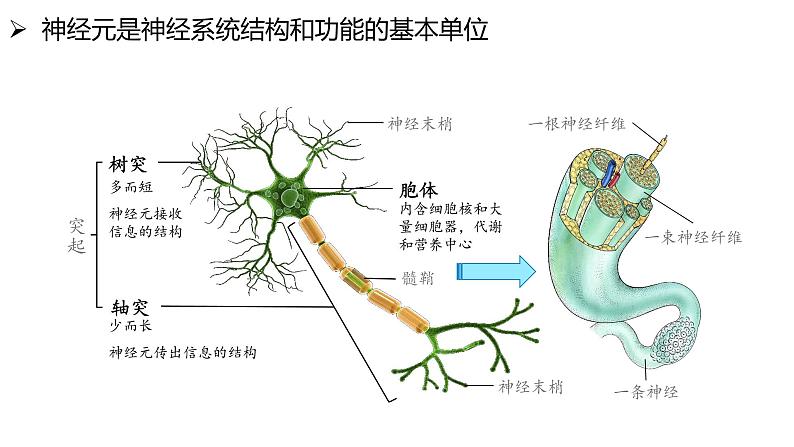 2.1 神经系统是神经调节的结构基础(备课件)精编高二生物同步备课系列(浙科版2019选择性必修1)第8页