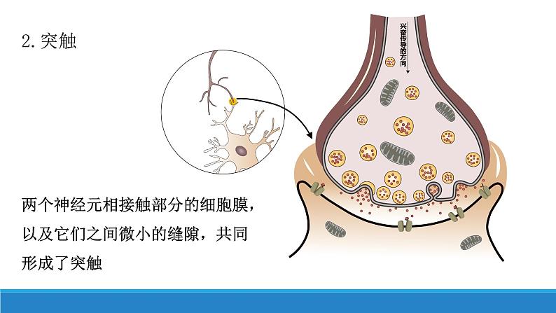 2.2 神经冲动的产生和传导(第1课时)(精编课件+同步练习)精编高二生物同步备课系列(浙科版2019选择性必修1)07