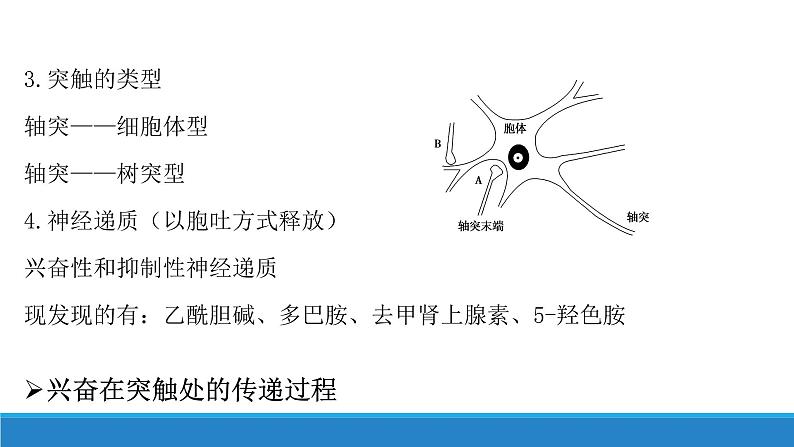 2.2 神经冲动的产生和传导(第1课时)(精编课件+同步练习)精编高二生物同步备课系列(浙科版2019选择性必修1)08