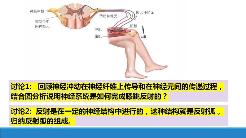 2.3 人体通过神经调节对刺激做出反应(第1课时)(精编课件+同步练习)精编高二生物同步备课系列(浙科版2019选择性必修1)07