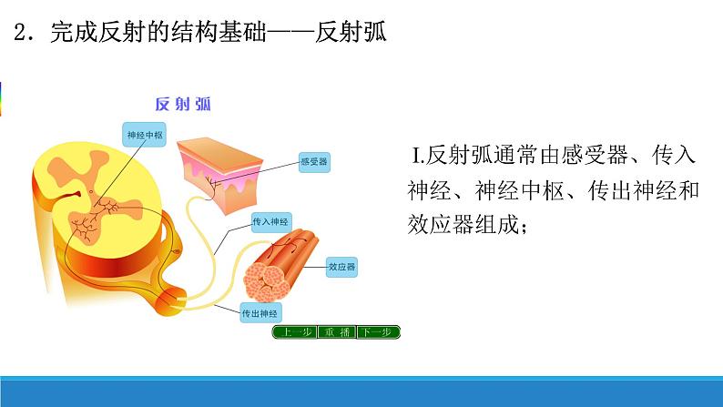 2.3 人体通过神经调节对刺激做出反应(第1课时)(精编课件+同步练习)精编高二生物同步备课系列(浙科版2019选择性必修1)08