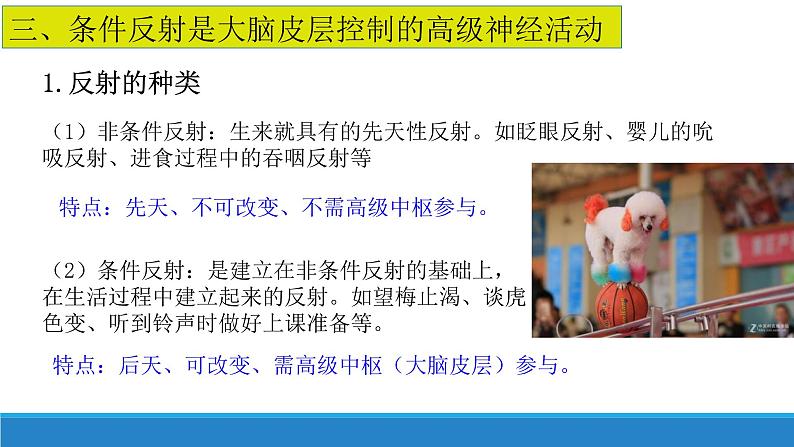 2.3 人体通过神经调节对刺激做出反应(第1课时)(精编课件+同步练习)精编高二生物同步备课系列(浙科版2019选择性必修1)03