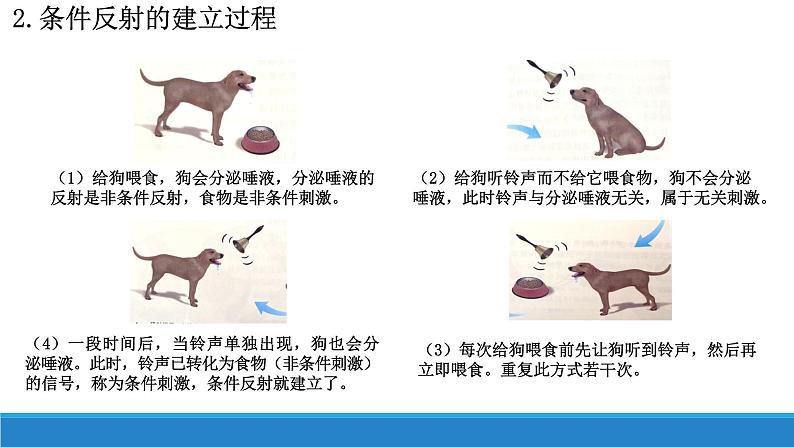 2.3 人体通过神经调节对刺激做出反应(第1课时)(精编课件+同步练习)精编高二生物同步备课系列(浙科版2019选择性必修1)04