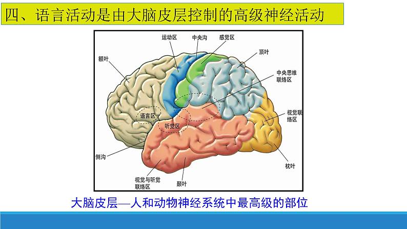 2.3 人体通过神经调节对刺激做出反应(第1课时)(精编课件+同步练习)精编高二生物同步备课系列(浙科版2019选择性必修1)07