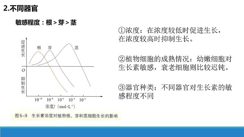 5.1 生长素的发现开启了人类对植物激素调节的探索(第3课时)(备课件)精编高二生物同步备课系列(浙科版2019选择性必修1)第3页