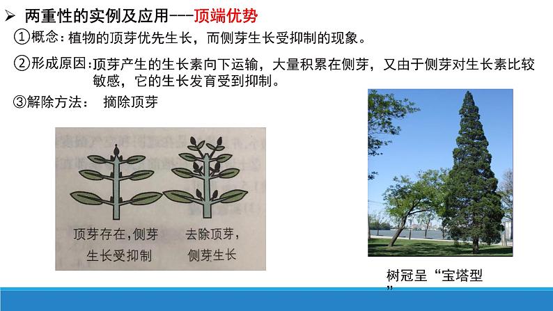 5.1 生长素的发现开启了人类对植物激素调节的探索(第3课时)(备课件)精编高二生物同步备课系列(浙科版2019选择性必修1)第4页
