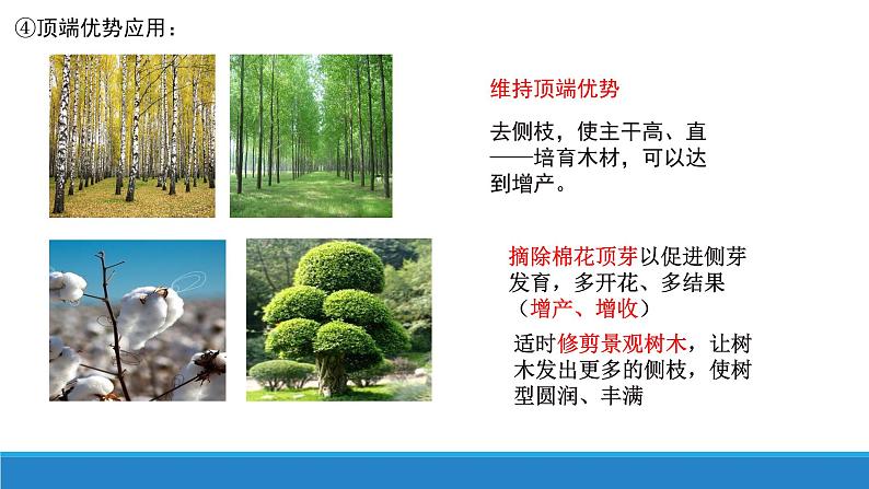 5.1 生长素的发现开启了人类对植物激素调节的探索(第3课时)(备课件)精编高二生物同步备课系列(浙科版2019选择性必修1)第5页