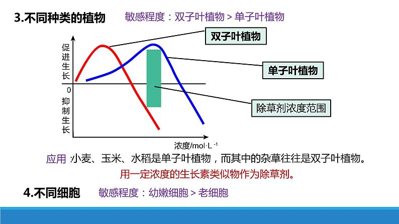 5.1 生长素的发现开启了人类对植物激素调节的探索(第3课时)(备课件)精编高二生物同步备课系列(浙科版2019选择性必修1)第6页