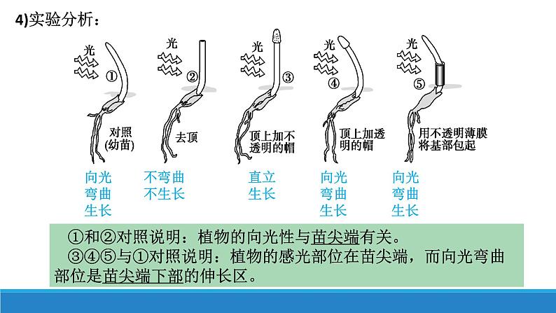 5.1 生长素的发现开启了人类对植物激素调节的探索(第1课时)(备课件)精编高二生物同步备课系列(浙科版2019选择性必修1)第8页