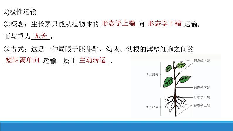 5.1 生长素的发现开启了人类对植物激素调节的探索(第2课时)(备课件)精编高二生物同步备课系列(浙科版2019选择性必修1)第6页