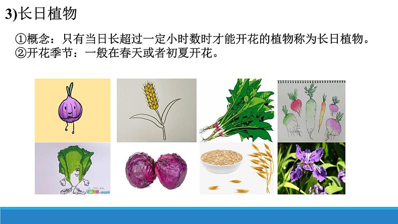 5.3 植物对多种环境信号做出反应(精编课件+同步练习)精编高二生物同步备课系列(浙科版2019选择性必修1)08