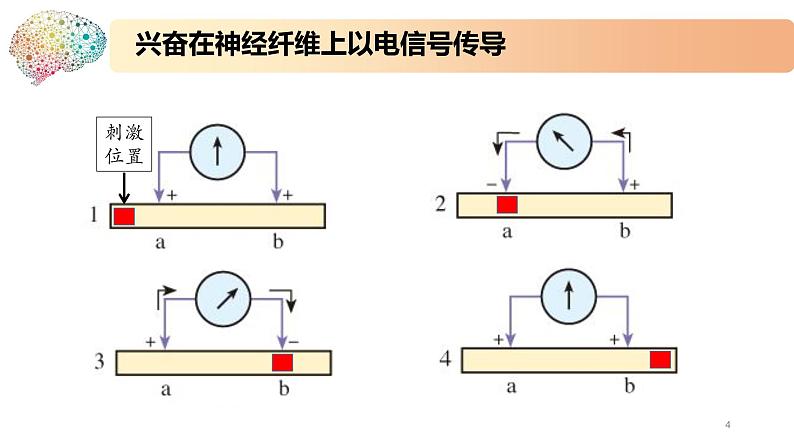 1.1.2精编动作电位的产生和传导(精编课件+同步练习)精编高二生物同步备课系列(新苏教版(2019)选择性必修1)04