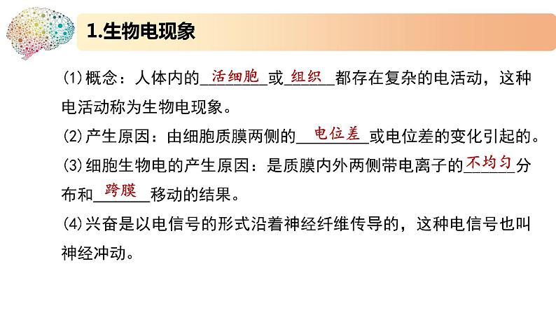 1.1.2精编动作电位的产生和传导(精编课件+同步练习)精编高二生物同步备课系列(新苏教版(2019)选择性必修1)05