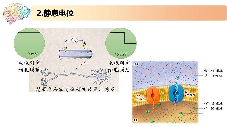 1.1.2精编动作电位的产生和传导(精编课件+同步练习)精编高二生物同步备课系列(新苏教版(2019)选择性必修1)07