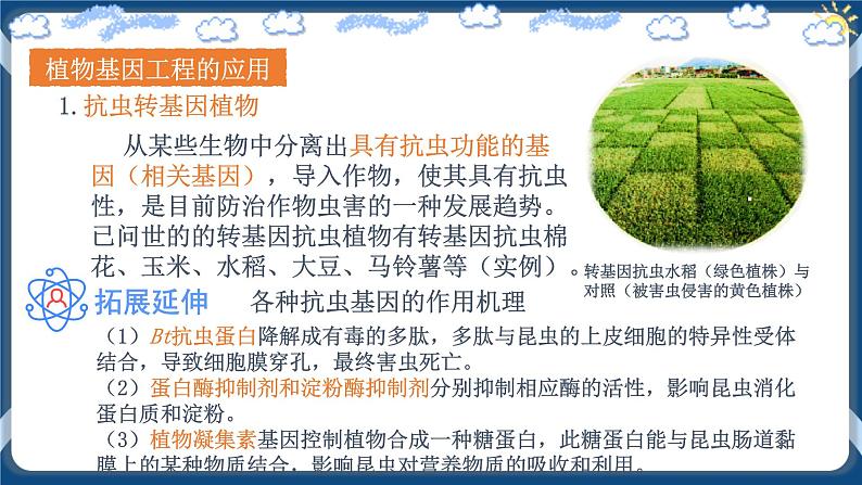 3.3 基因工程的应用 (课件+练习)高二生物(人教版2019选择性必修3)06