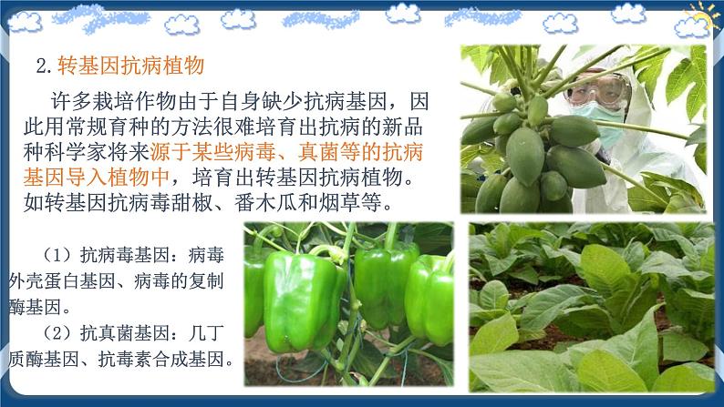 3.3 基因工程的应用 (课件+练习)高二生物(人教版2019选择性必修3)07