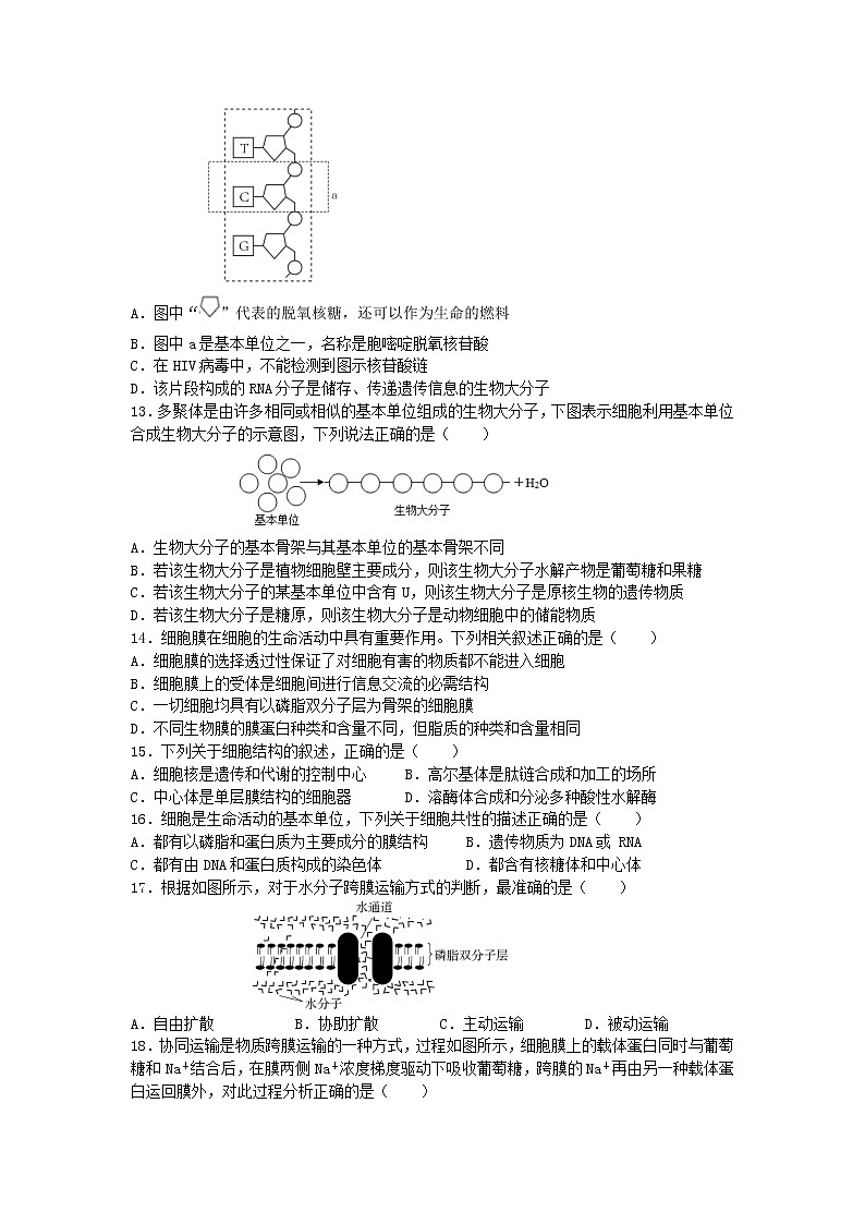 河北省石家庄四校2022-2023高一生物上学期期末联考试卷(Word版附答案)第3页