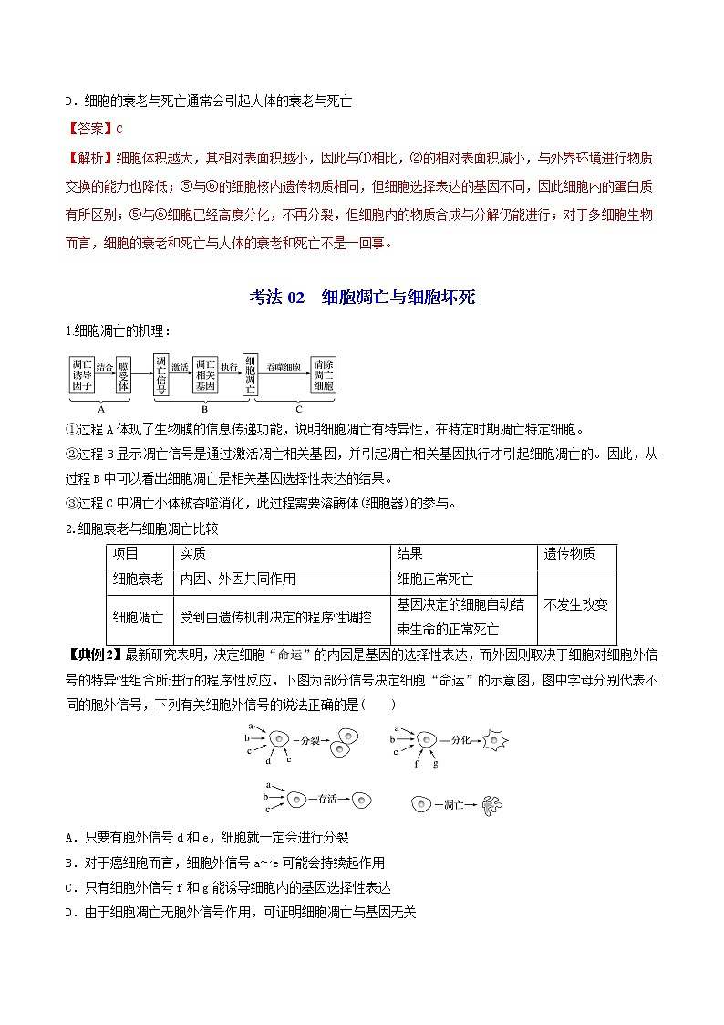 6.3 细胞的衰老和死亡(教师版)-高一生物同步精品讲义(人教2019必修1)03