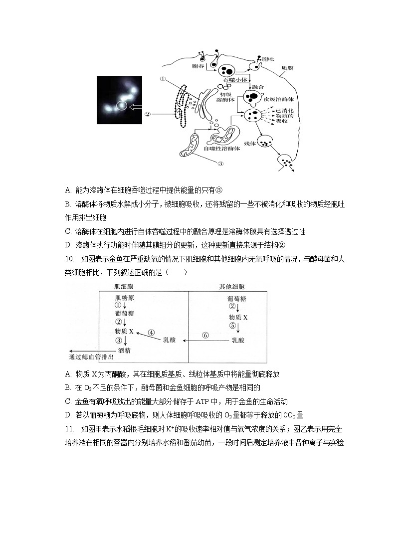 2022-2023学年湖北省荆州中学高一(上)期末生物试卷(含答案解析)03