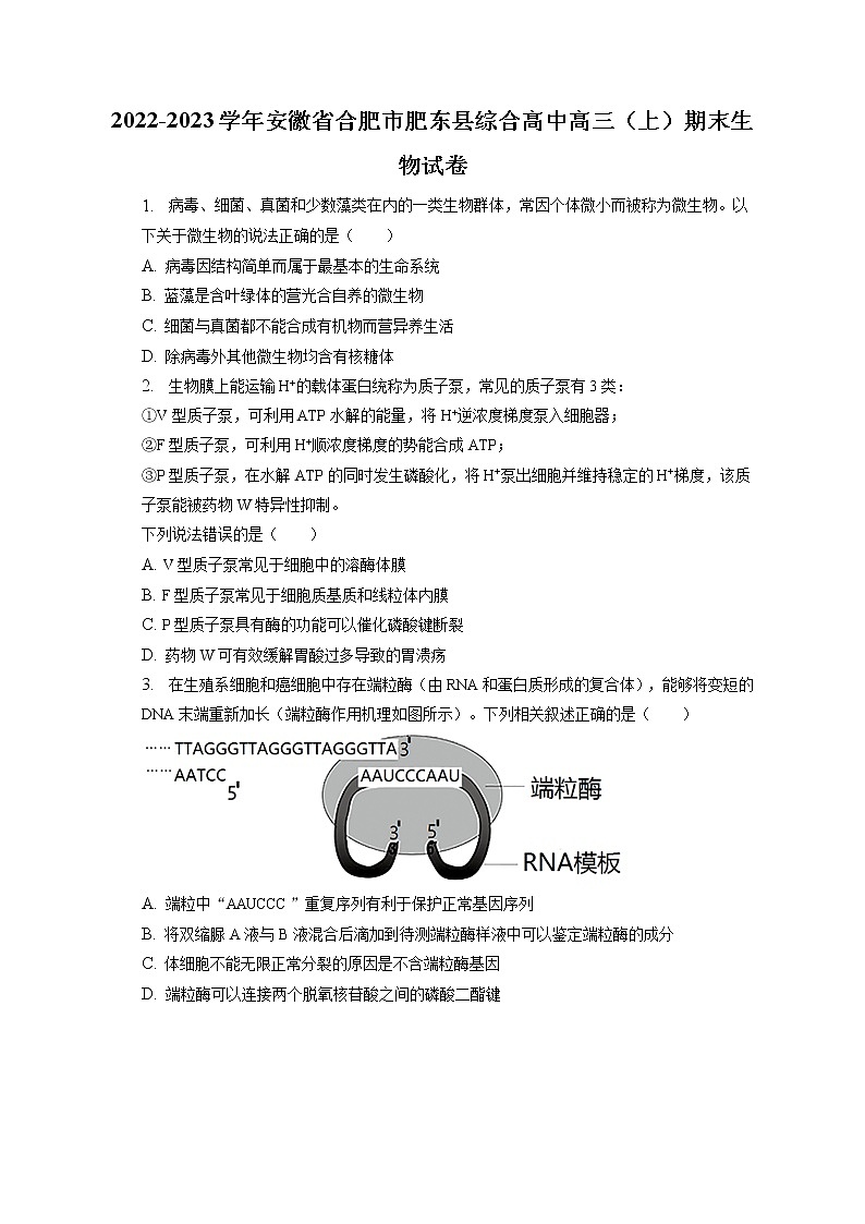 2022-2023学年安徽省合肥市肥东县综合高中高三(上)期末生物试卷(含答案解析)第1页