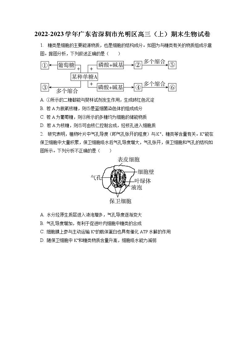 2022-2023学年广东省深圳市光明区高三(上)期末生物试卷(含答案解析)第1页