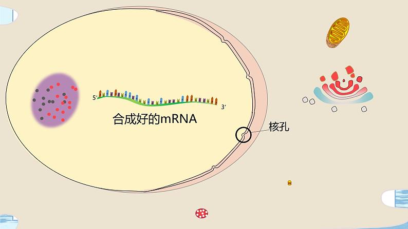 4.1 基因指导蛋白质的合成 课件+练习(人教版2019 必修2)02