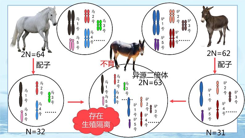 6.3 种群基因组成的变化与物种的形成(第2课时)第5页