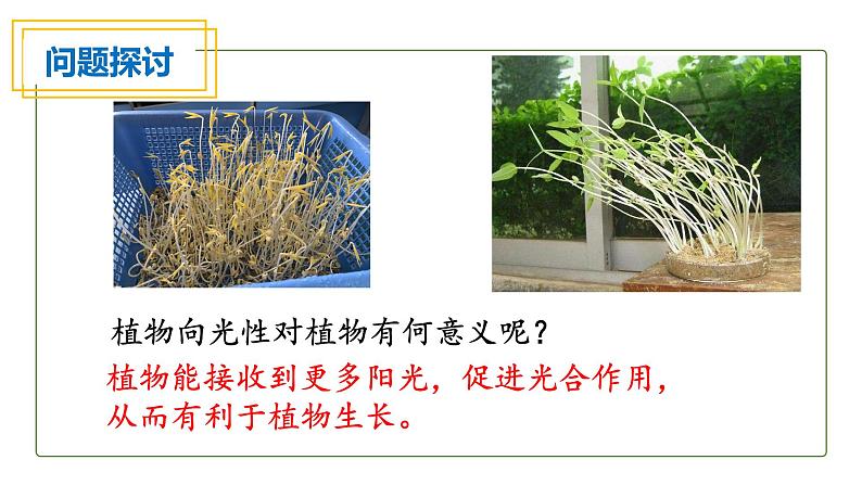 5.1植物生长素课件PPT第3页