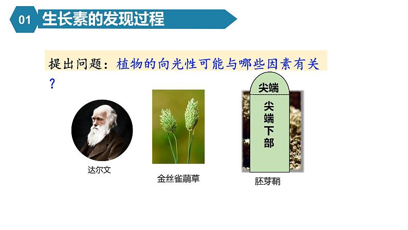 5.1植物生长素课件PPT第4页
