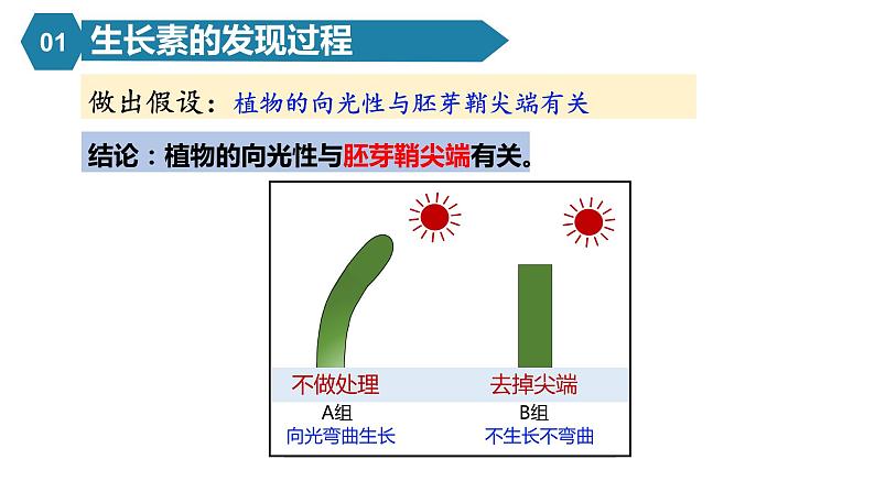 5.1植物生长素课件PPT第5页