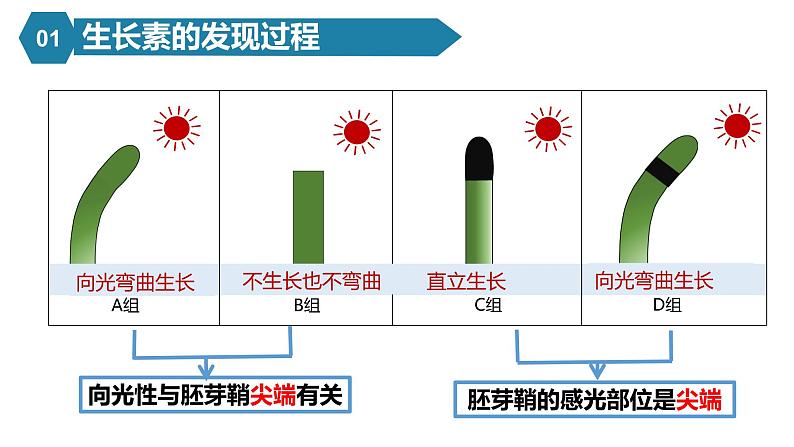 5.1植物生长素课件PPT第8页