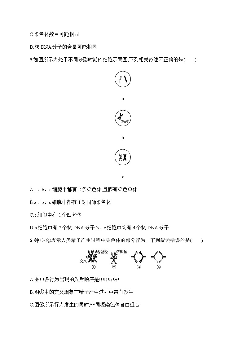 人教版高中生物必修二减数分裂作业含答案02