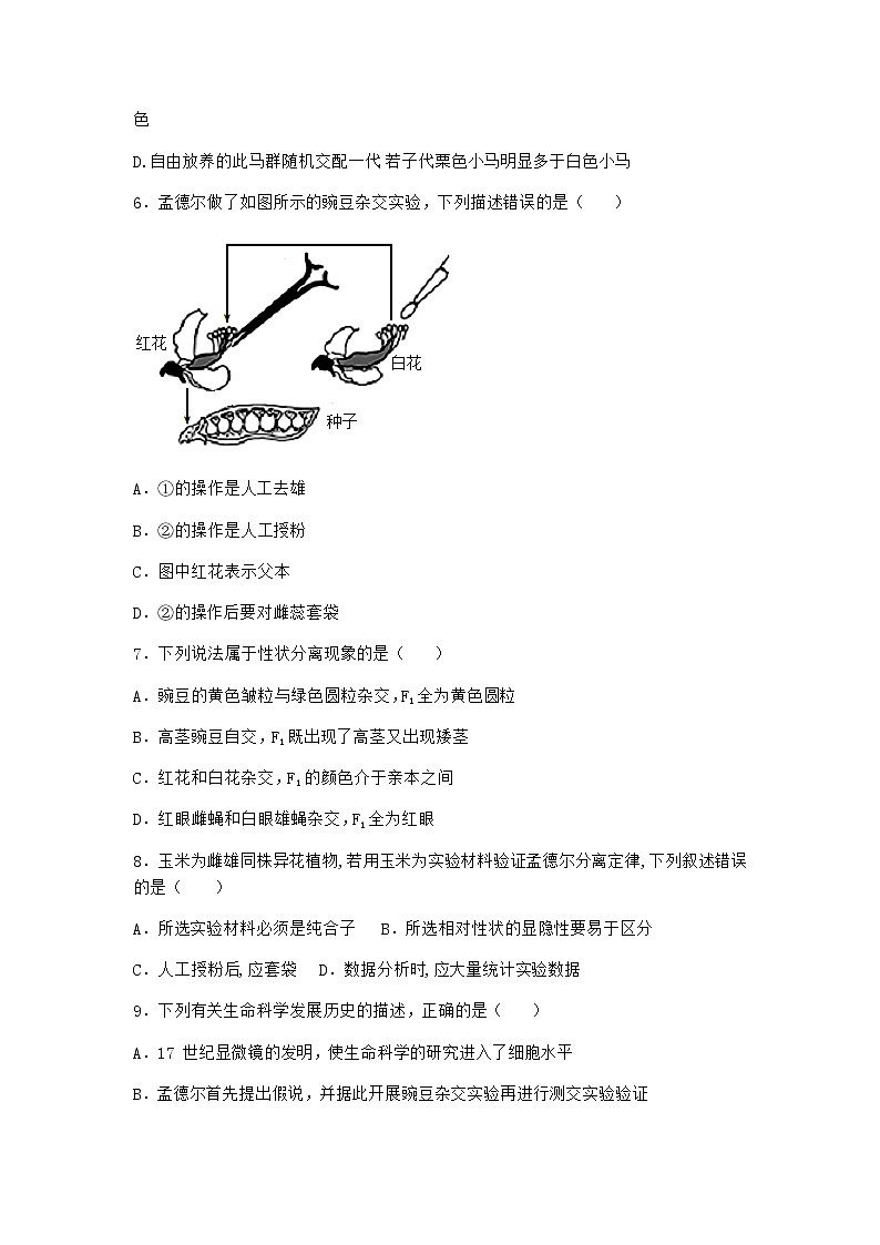 人教版高中生物必修2第1节孟德尔的豌豆杂交实验(一)作业含答案1第2页