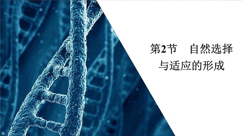 人教版高中生物必修二自然选择与适应的形成课件第1页