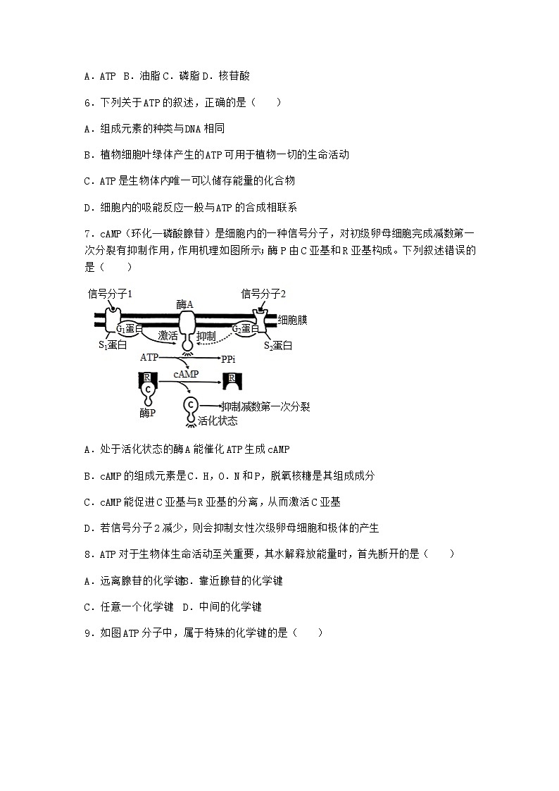 沪教版高中生物必修1第二节酶是细胞生化反应的催化剂作业含答案1第2页