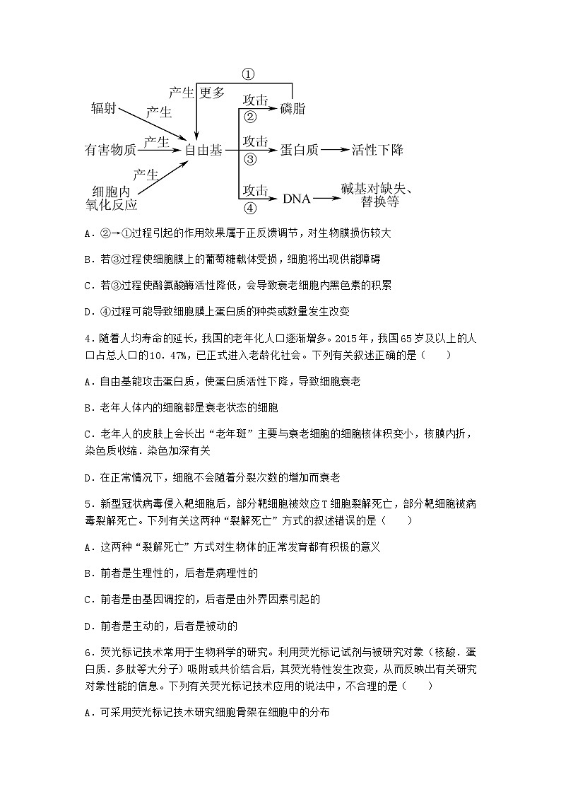 沪教版高中生物必修1第三节细胞衰老是自然的生理过程课时作业含答案第2页